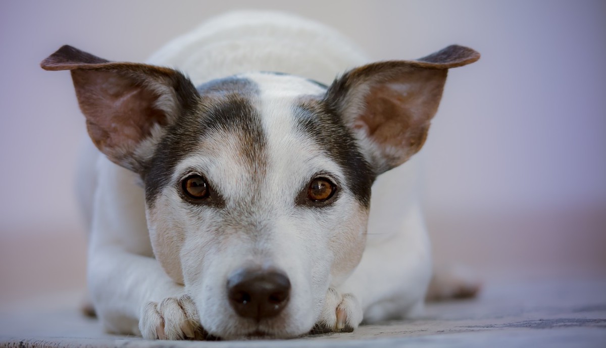 ¿Fuera de casa? Algunos consejos para cuidar a tu mascota