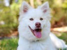 Identificando el comportamiento de las perras en celo