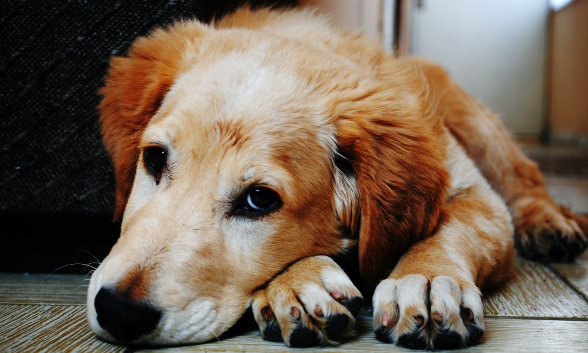 Cómo Tratar La Insuficiencia Cardíaca En Perros