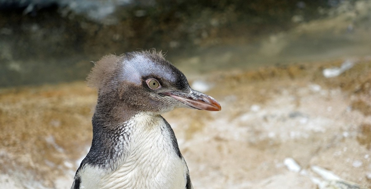 El pingüino de ojo amarillo, en peligro de extinción por la pesca