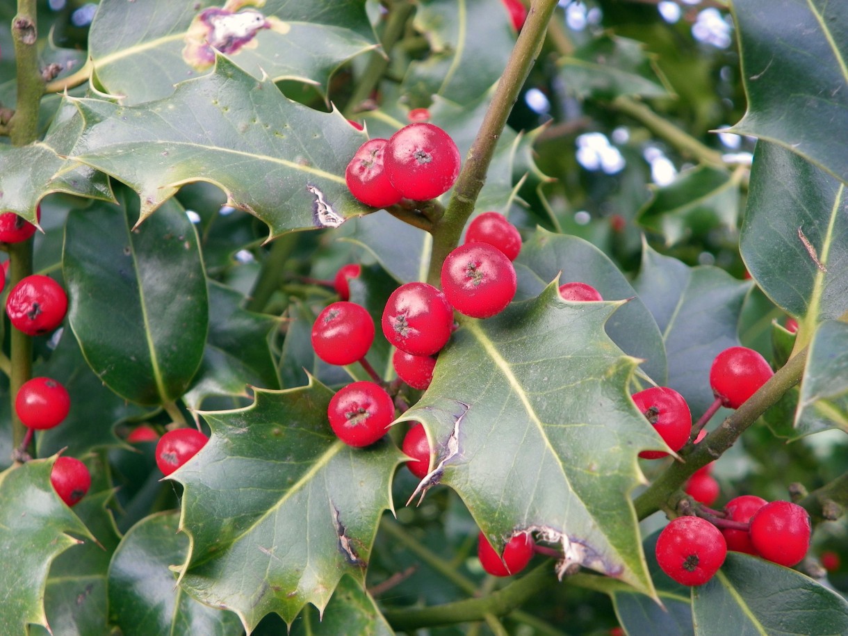 El acebo, un amenazado protagonista de la Navidad