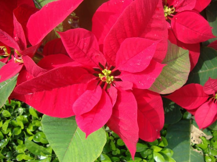 flordepascua