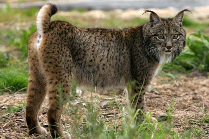 lince