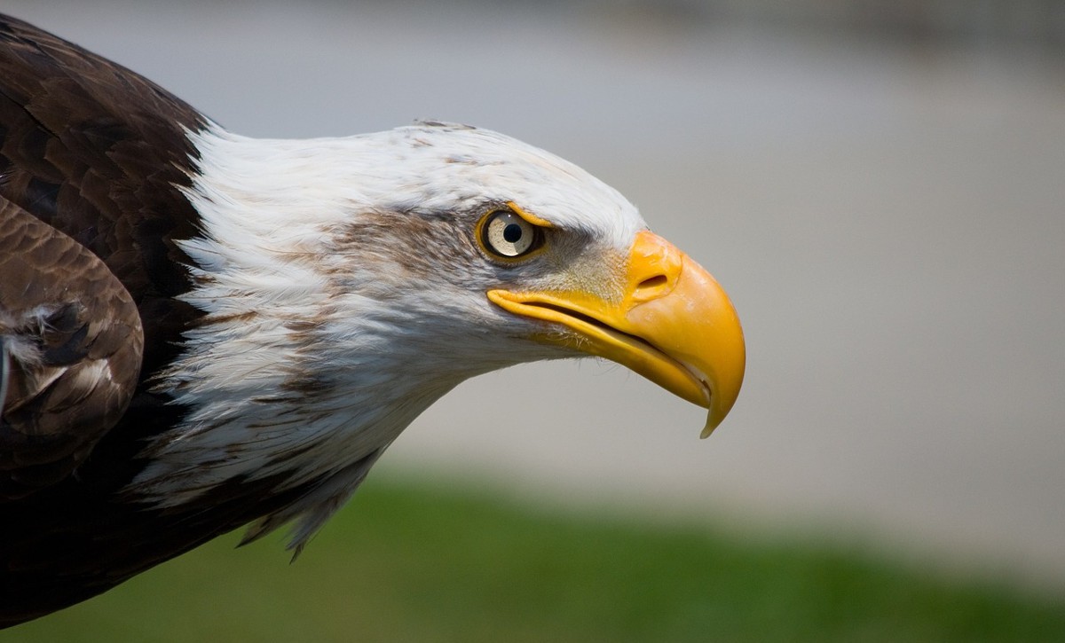 ¿Cómo ayudar a un pájaro herido?