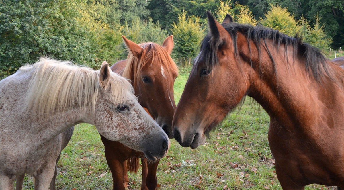 Qué hacer ante un caballo asustado