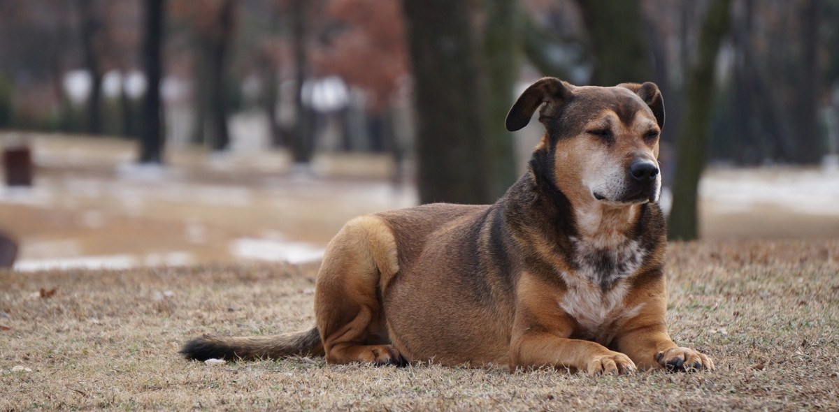 Cómo elegir el mejor seguro para vuestra mascota