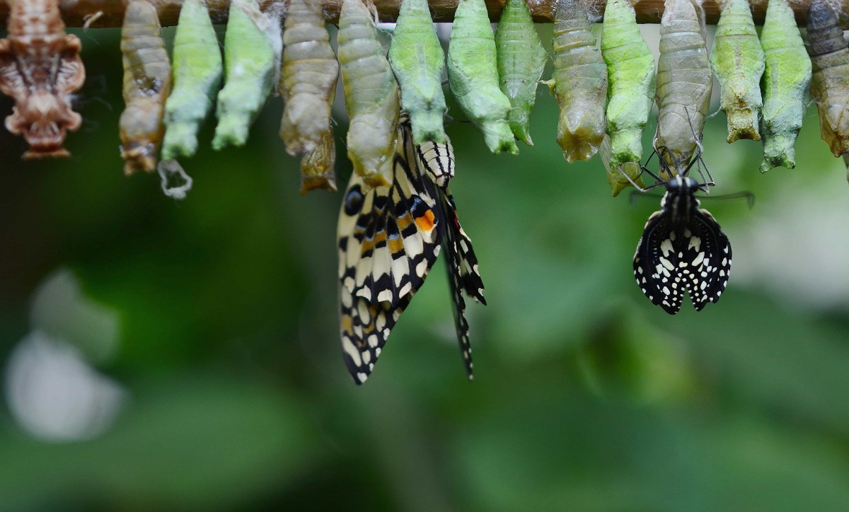 Metamorfosis ¿qué es y cómo afecta a los animales?