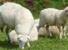 ¿Cómo se realiza el esquilado de las ovejas?