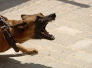 Expertos identifican factores de riesgo en los perros que tienen ansiedad y agresividad