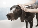 ¿Con qué frecuencia debemos bañar al perro?