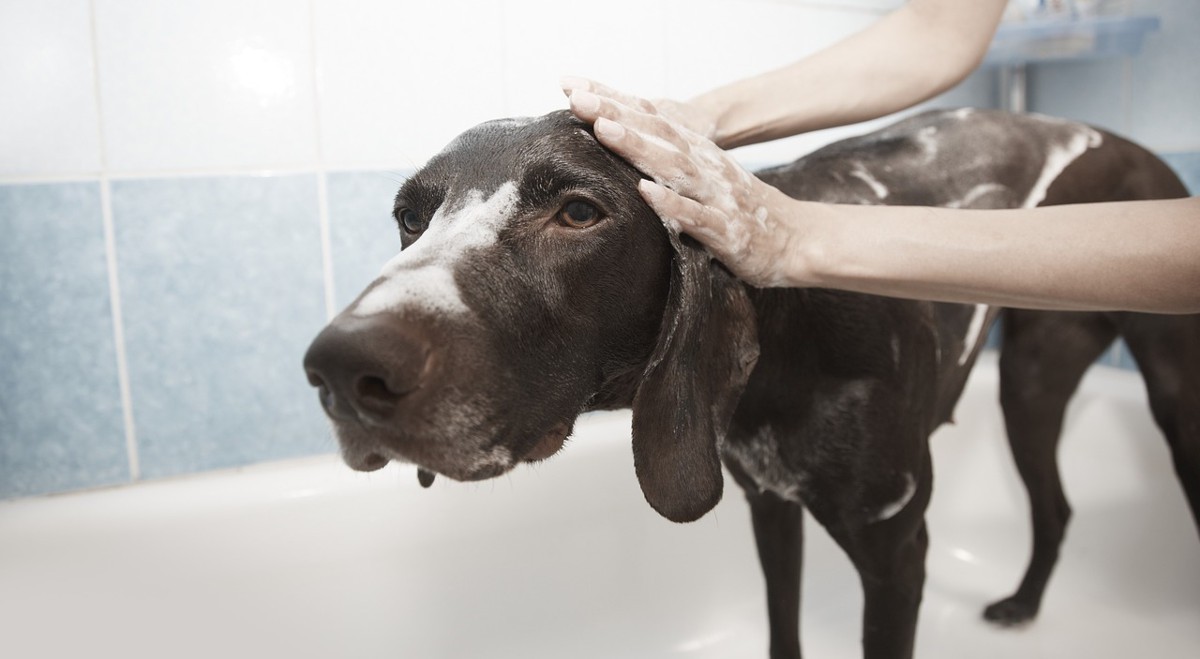 ¿Con qué frecuencia debemos bañar al perro?