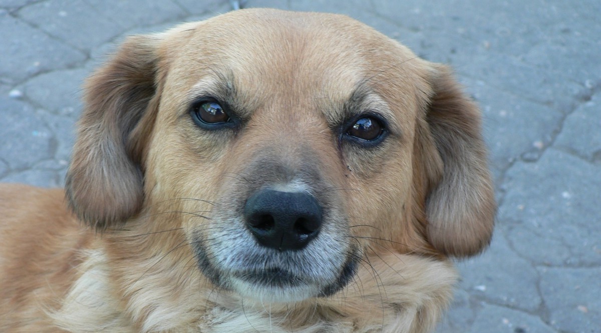 Mascotas: Los exámenes de la vista también son importantes