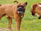 Convulsiones en perros: Qué hacer si ocurre una