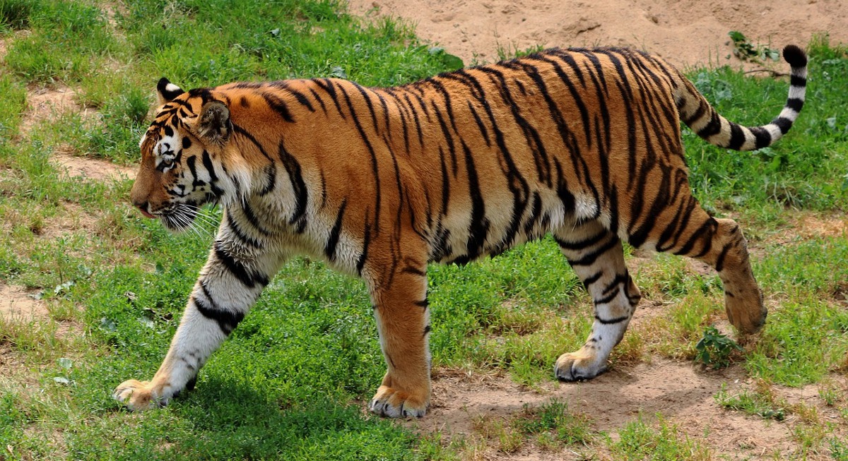 El Tigre Siberiano Sigue En Peligro De Extinci N