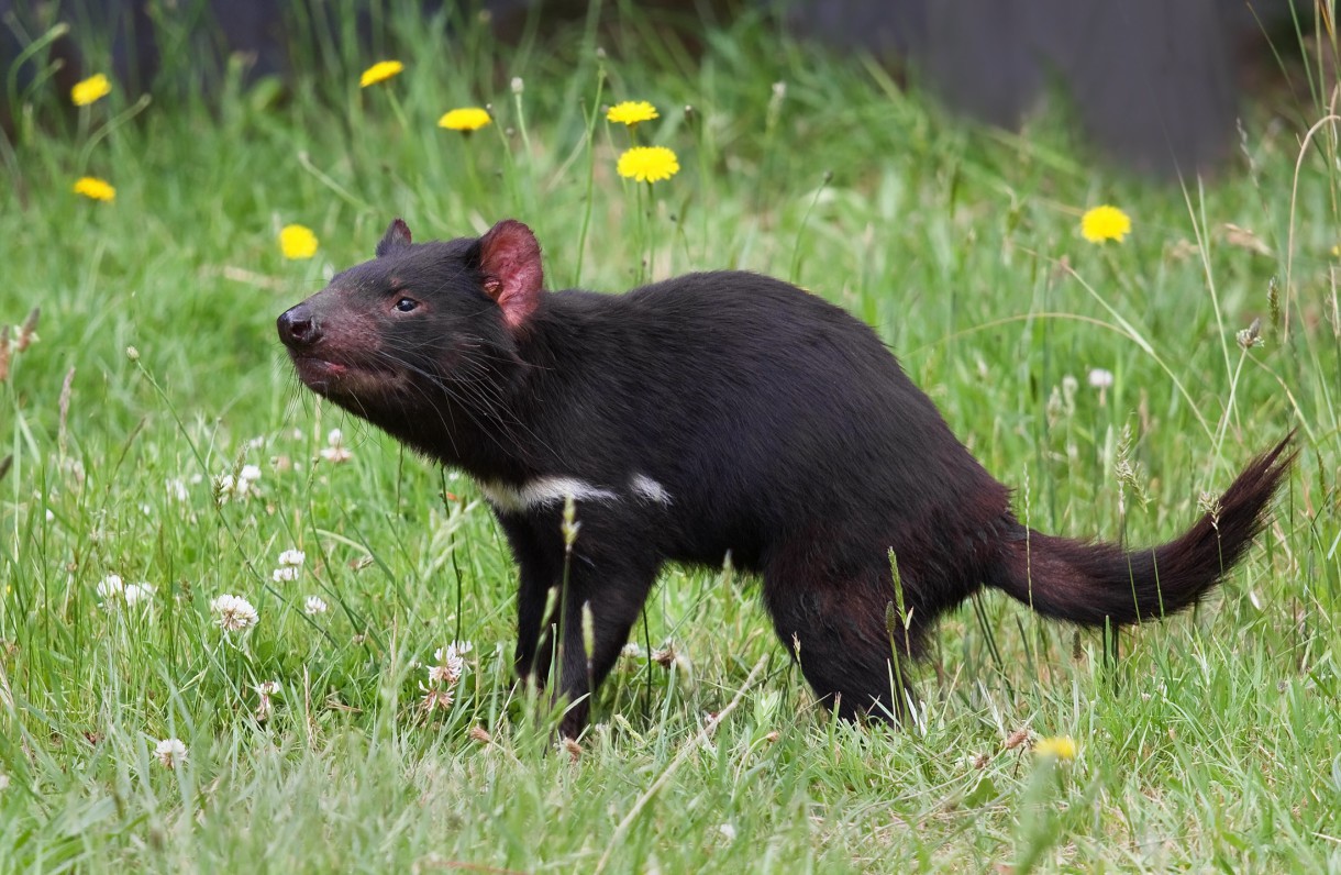Diablo de Tasmania: otro mamífero diezmado por los atropellos