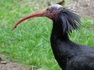 El ibis eremita refuerza sus poblaciones en Cádiz