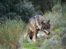 PACMA: «Es vital declarar al lobo como especie de máxima protección»