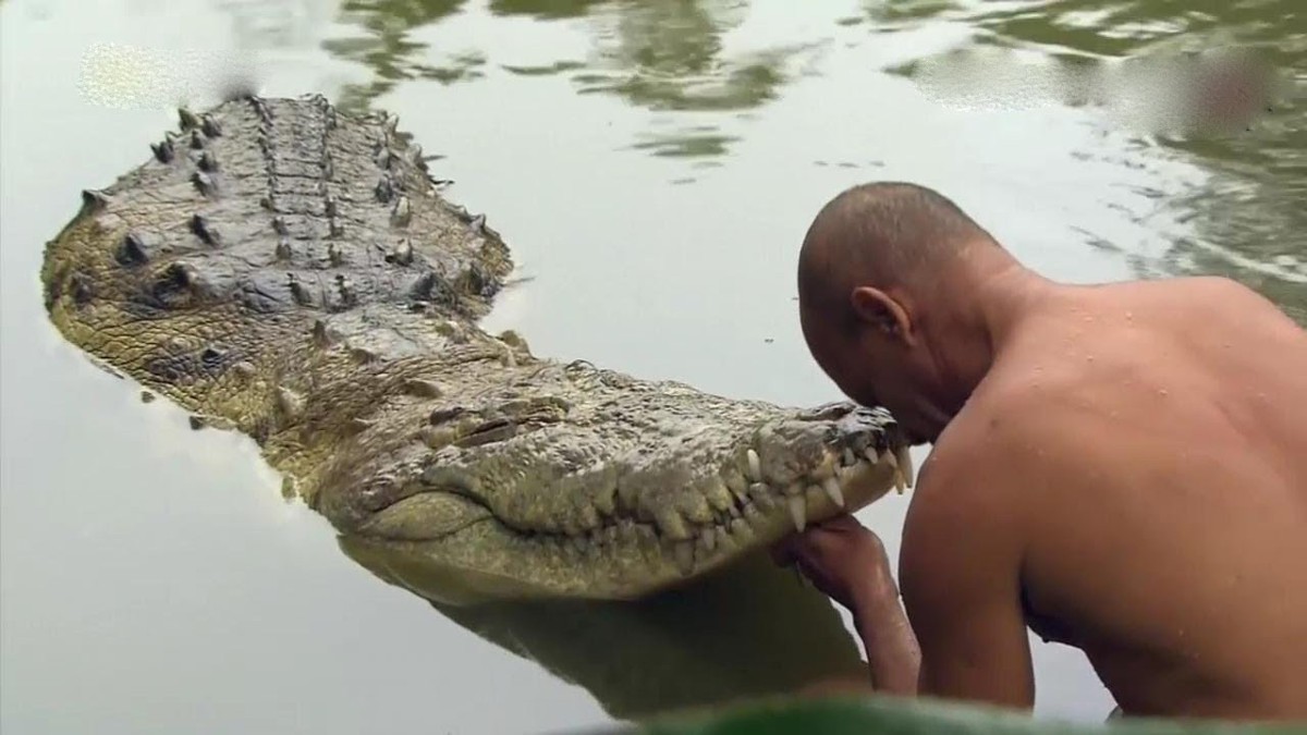 La sorprendente amistad entre un hombre y un cocodrilo