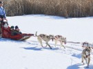 Mushing, los deportes con animales que se hacen en la nieve