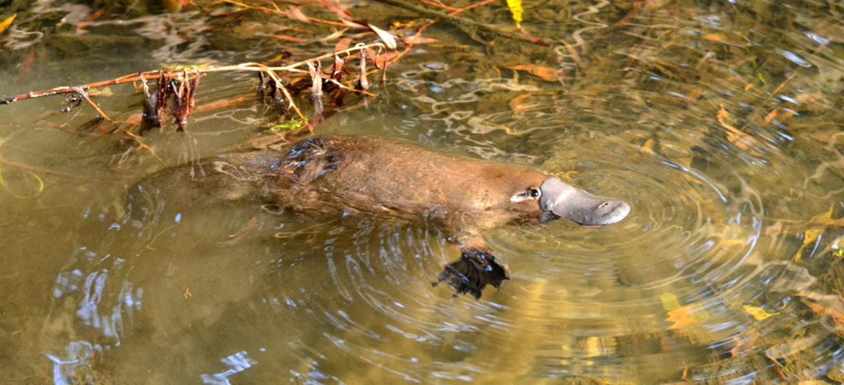 Ornitorrincos… Animales curiosamente venenosos