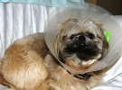Después de una operación, estos son los mejores cuidados para vuestro perro