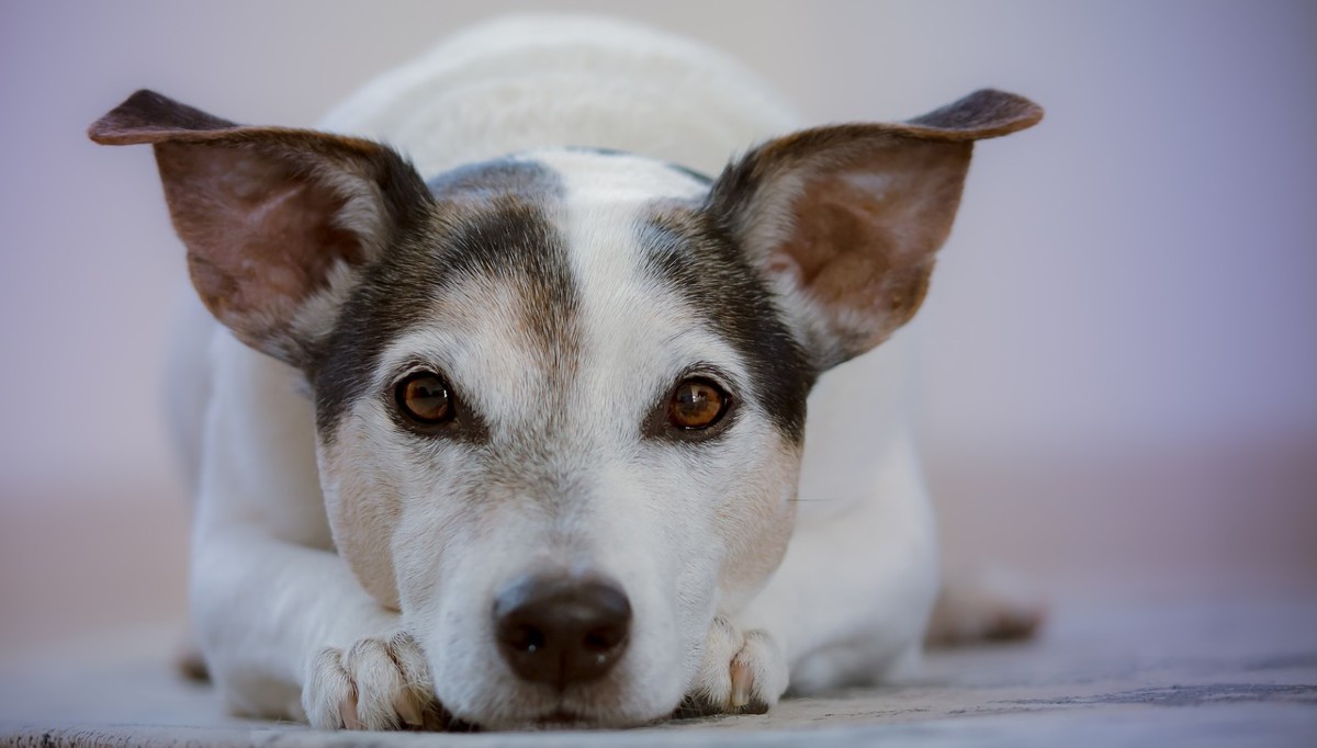 ¿Cómo conseguir que los perros respeten los espacios de la casa?