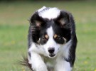 Dos simples rutinas diarias para prevenir las infecciones de oído en mascotas