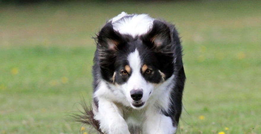 Perro