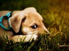 Correas extensibles para perros ¿son recomendables?