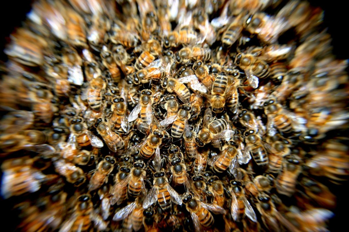 Abejas: una guerra fratricida entre domésticas y salvajes