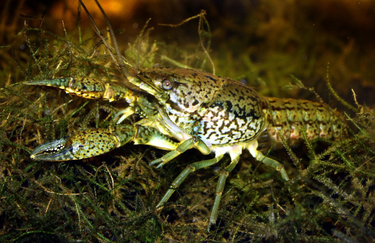 Procambarus virginalis, el cangrejo de río que se clona a sí mismo