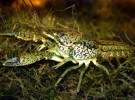 Procambarus virginalis, el cangrejo de río que se clona a sí mismo