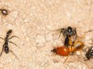 <strong><em>Megaponera analis</em></strong>, las hormigas africanas que curan a sus aliadas en combate