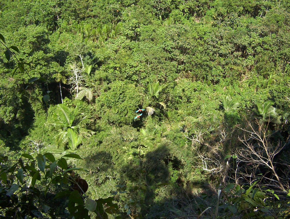 La biodiversidad de Colombia se enriquece con 93 nuevas especies