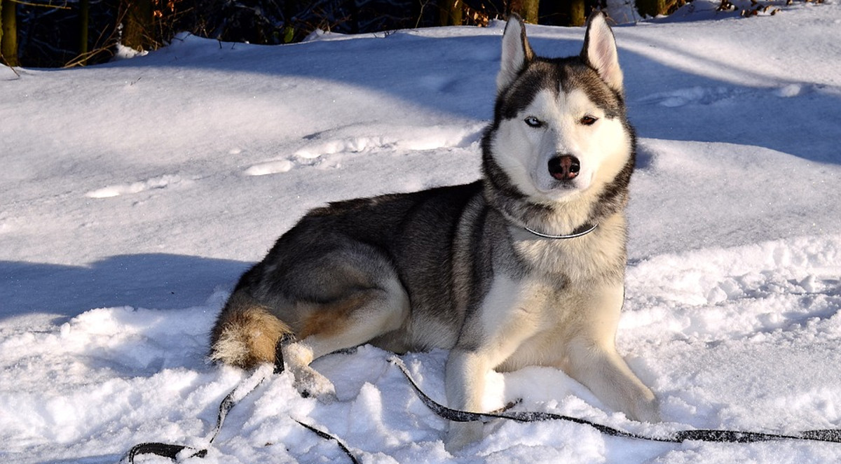 Recupera a su perro gracias a un mensaje en Facebook de un extraño