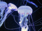 ¿Qué hacer ante las medusas?
