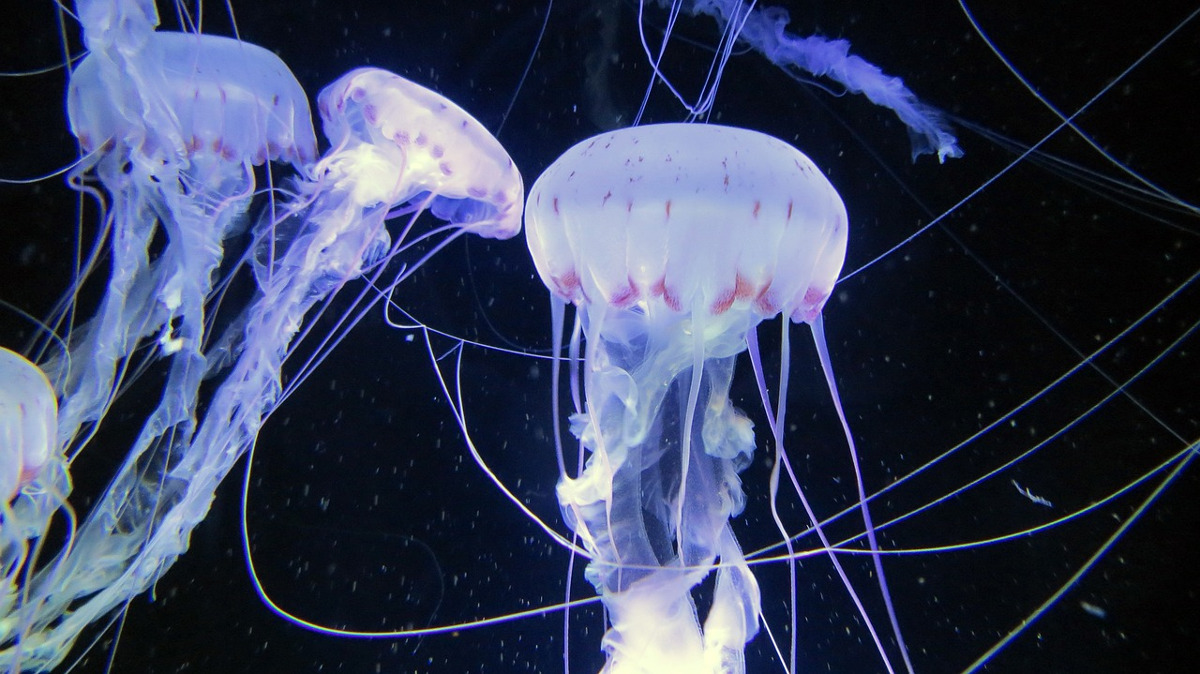 ¿Qué hacer ante las medusas?