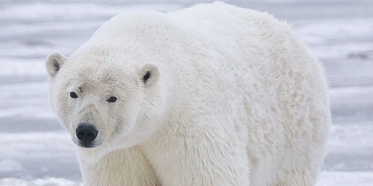 Osos polares y uno de los embarazos más curiosos