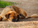 Y el descanso… ¿Cuántas horas debería dormir mi perro?
