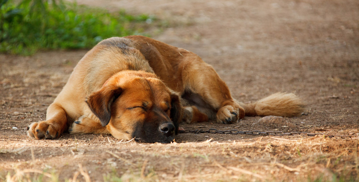 Y el descanso… ¿Cuántas horas debería dormir mi perro?