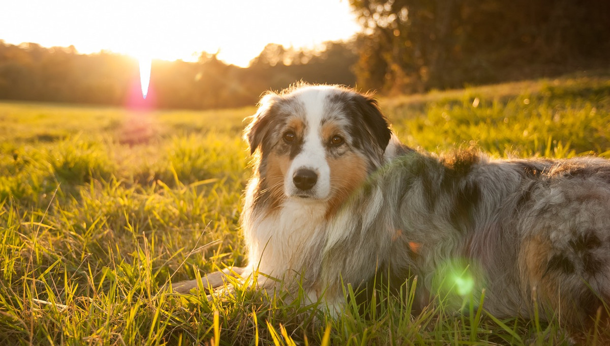 La salud, el motivo por el que los perros se tumban al sol