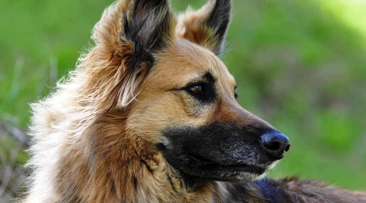 Pagar por tener un perro: Las ciudades podrán cobrar tasas por poseer mascotas