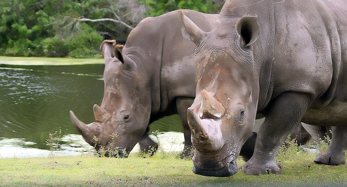 El último rinoceronte blanco del norte macho ha fallecido