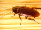 El secreto de la «inmortalidad» de la cucaracha está en su ADN