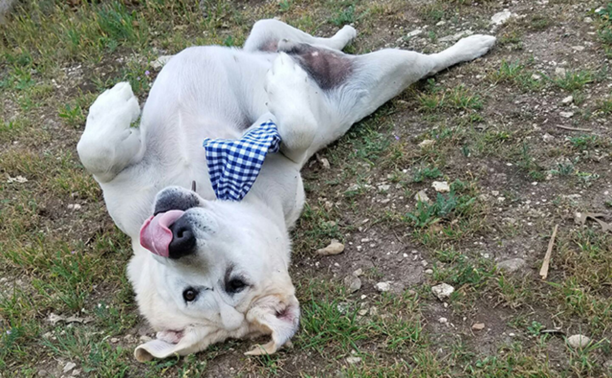 Beaux Tox, un perro con una cara inusual que ya es tremendamente feliz