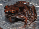 <em>Paedophryne amauensis<em>, la rana más pequeña del reino animal