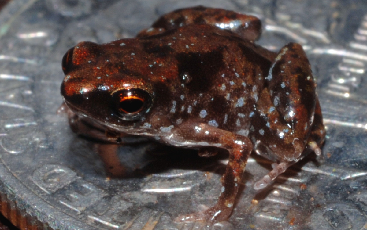 <em>Paedophryne amauensis<em>, la rana más pequeña del reino animal