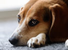 Ansiedad en perros: Causante de sus problemas de salud