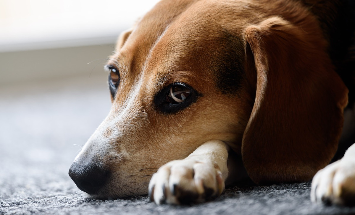 Ansiedad en perros: Causante de sus problemas de salud