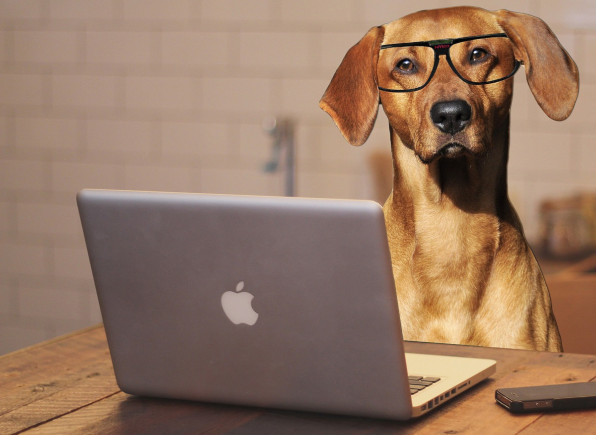 ¿Por qué deberíamos poder estar con nuestras mascotas en el trabajo?